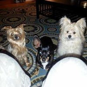 Lisa Sutton's photo