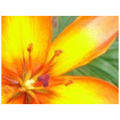 Nicole Koch's photo