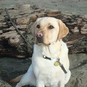 Melissa Pattullo's photo