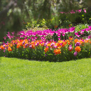 Spring Tulips