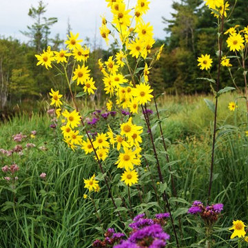 Wetland Projects
