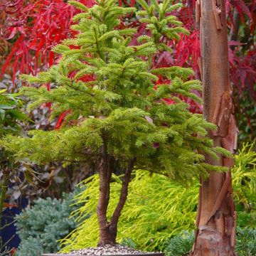The Japanese Maple Garden