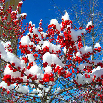 Fruit Tree Pruning