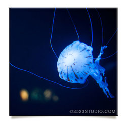 Jellyfish: Square Print - Prints And Posters