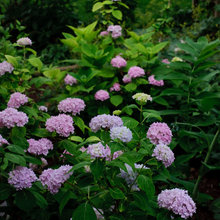 Garden-Landscape ideas