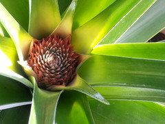 HS7/MG055: Pineapple Growing in the Florida Home Landscape