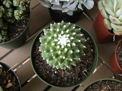 White fuzz on cactus purchase that way | Houzz Forum