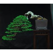 Asano En Bonsai's photo