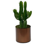 Scape Supply - Live 2' Euphorbia 'Trigona' Green Cactus Package, Bronze - The Euphorbia 'Trigona' Cactus package is a great smaller plant option for any southwest, modern, or eclectic interior design style.  This cactus is a hearty cactus in a green color that loves light and requires minimal watering to stay healthy and happy.  This package stands about 2 foot tall and comes in a 12 inch professional planter with a moss covering.