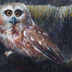 Allison Richter Wildlife Studio - Saw-whet Owl Signed Fine Art Original, 8.75"x13.5" - "Moss ado About Nothing"