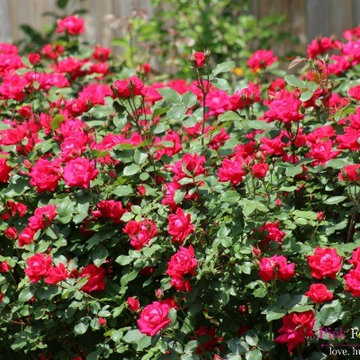 Garden and Outdoor Spaces