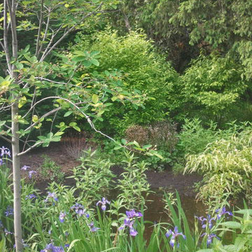 Informal Rain Garden