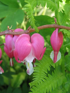 Plants & Misc that start with 'B' | Houzz Forum