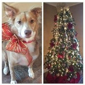 Robin Thomas's photo
