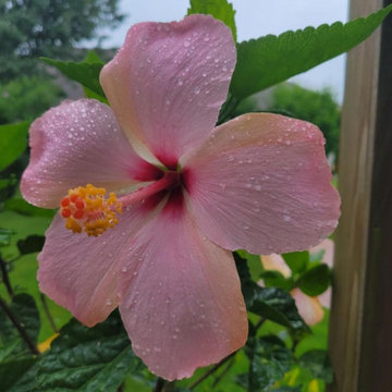Specific Unique Flowers