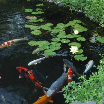 Ponds & Streams