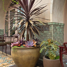 drought tolerant