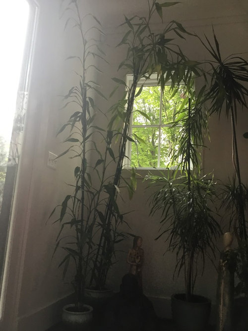 Pruning tall indoor bamboo