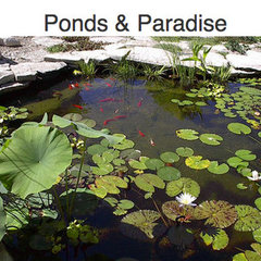 Ponds & Paradise