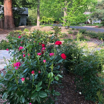 Front Yard Slow and Patient Remodel