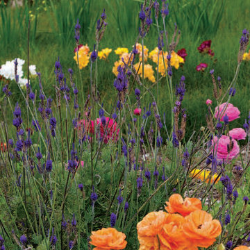 Encinitas Ranch Landscape Design