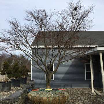 Tree Planting