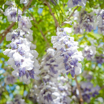 Wisteria