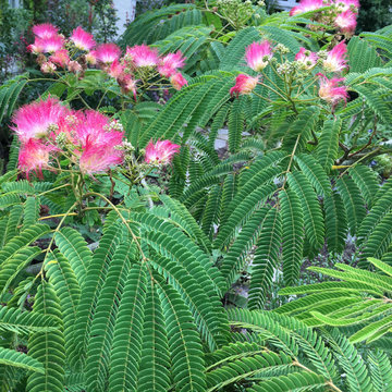 PLANT ASSOCIATIONS: Trees