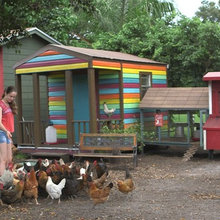 chickens!!