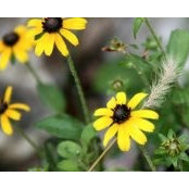 Susan Collier's photo