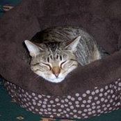 Diane Giarra's photo