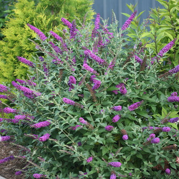 'Miss Violet' Butterfly Bush (Buddleia)