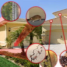 pest control for home