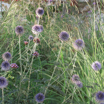 Wildlife Friendly Front Garden