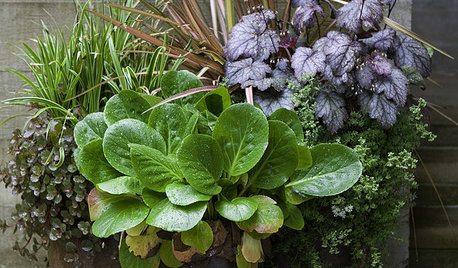 Die wichtigsten Fakten zum Thema Winterhärte von Pflanzen