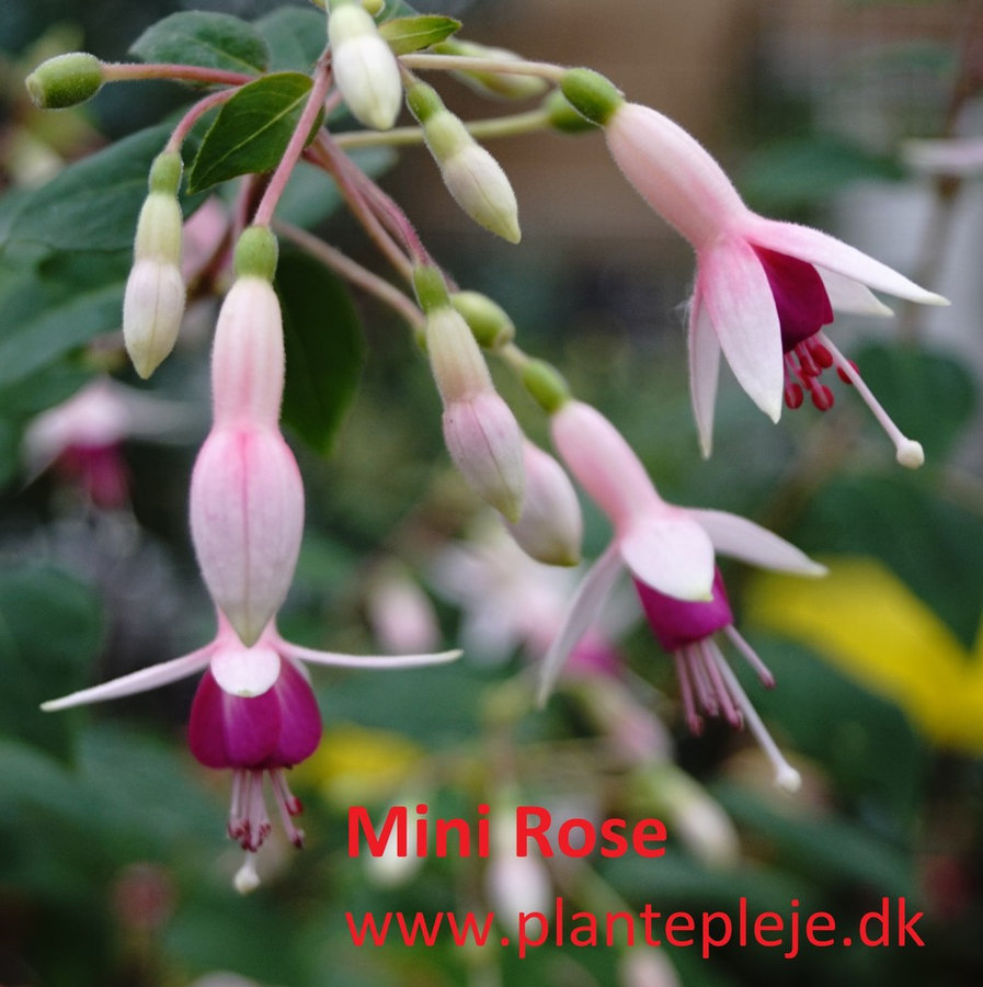 Fuchsia liste 2020 (her ses fotos af en mindre del af de fuchsia vi producere)
