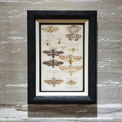 Framed Moth Specimen - Picture Frames