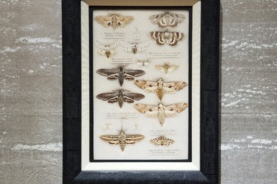 Framed Moth Specimen