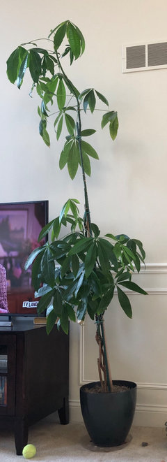 braided money tree dying