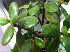 Jade Plant - Brown spots on leaves/leaf stem | Houzz Forum