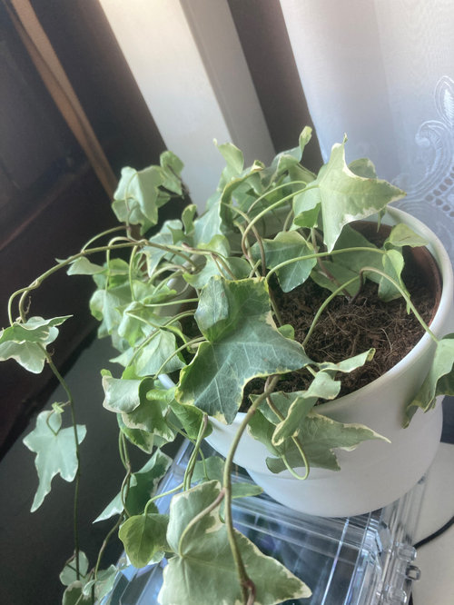 Ivy plant wilting! Please help!
