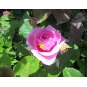Lynn Cottrell's photo