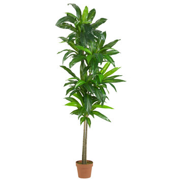 6' Dracaena Silk Plant, Real Touch