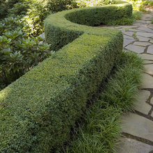 Hayes Backyard