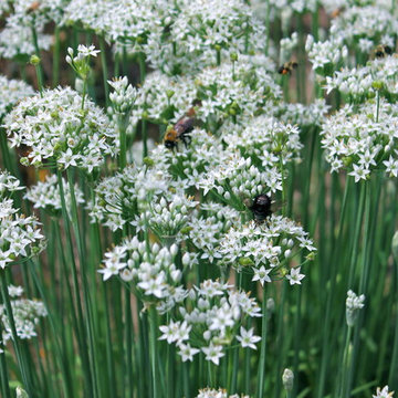 Herbs for a Kitchen Garden