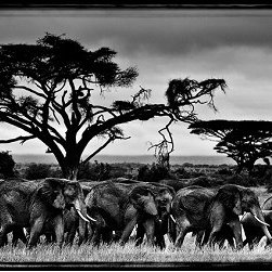 Laurent Baheux - Products