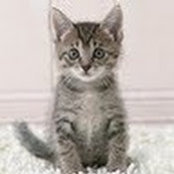 Jeanette Timco's photo