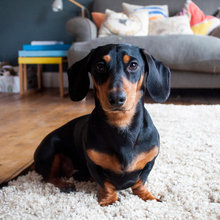 10 Home Truths for Those Who Live With Dogs