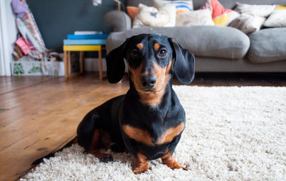 10 Things Homeowners with Dogs Know to be True