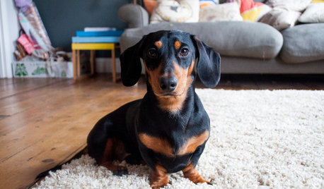 10 Things Homeowners with Dogs Know to be True